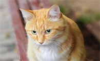 猫为什么会得肾肿大的原因
