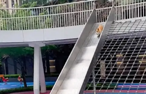 柯基玩滑滑梯时，不小心摔倒狗头直接插进了沙子里