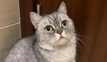 猫咪突然抽搐是怎么了