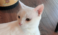猫便血怎么办快速治疗