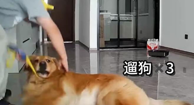 女子问谁能帮她遛狗,结果朋友们互相没通知都默默去她家遛狗! 女子问谁能帮她遛狗,结果朋友们互相没通知都默默去她家遛狗!