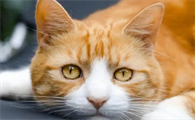 猫低血糖会导致抽搐吗