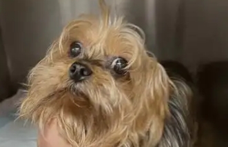 狗狗脑炎症状表现有哪些 狗狗脑炎症状表现有哪些