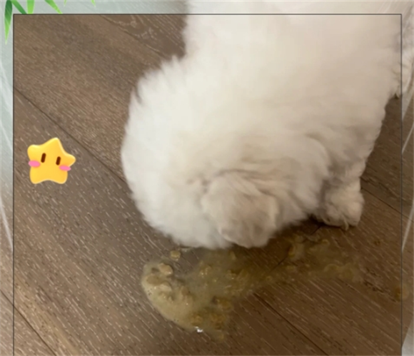 比熊吐了未消化的食物怎么办 比熊吐了未消化的食物怎么办