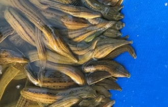 吊干水蛭多少钱一斤