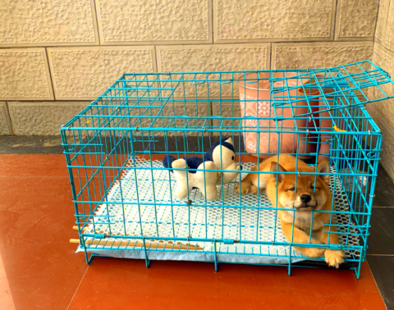 1200元买到疑似星期狗 谁该为潜伏的犬瘟买单? 1200元买到疑似星期狗 谁该为潜伏的犬瘟买单?