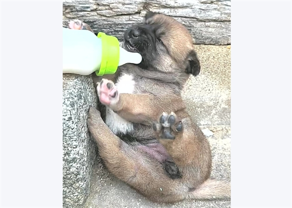 小土狗可以喂纯牛奶吗