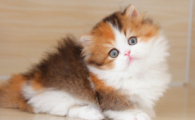 猫左右摇尾巴什么意思