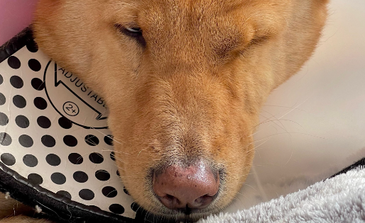 狗狗为什么呕吐不止