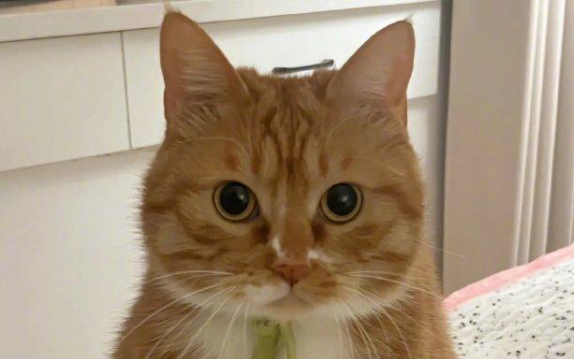幼猫粮成猫可以吃吗 幼猫粮成猫可以吃吗