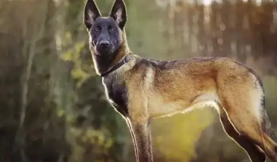 出色的工作犬-比利时马林诺斯犬！