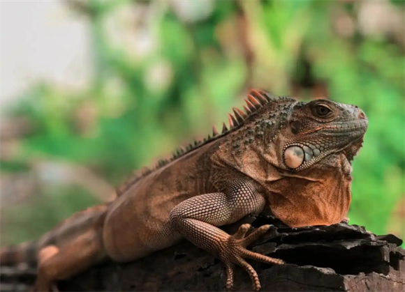 营养需求解析:为你的蜥蜴提供最佳的食物选择 营养需求解析:为你的蜥蜴提供最佳的食物选择
