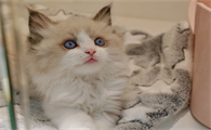 猫鼻支怎么治疗用什么药