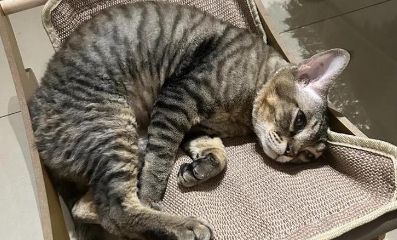 猫咪抽筋怎么回事