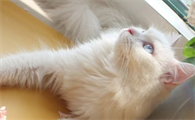猫咪可以闻熏香吗