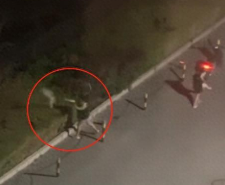 小狗多次被遗弃至绿化带，监控显示它狂奔3公里追主人