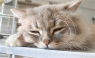 猫咪泪痕重是饮食不当导致的吗?