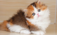 猫咪耳朵臭怎么回事