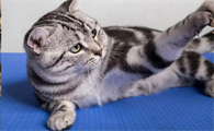猫洗澡后多久能完全吹干毛发合适