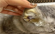 猫咪肝炎怎么治疗