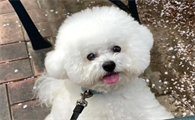 狗狗肠炎期间喂益生菌有用吗