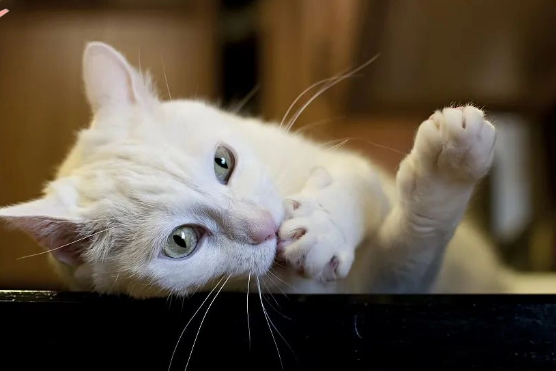 奶猫一直舔自己的爪子 奶猫一直舔自己的爪子