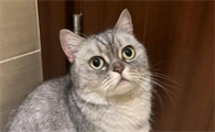 猫咪突然吐血水是什么原因引起的