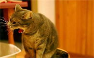 猫吐清水一样的液体没有精神不吃东西