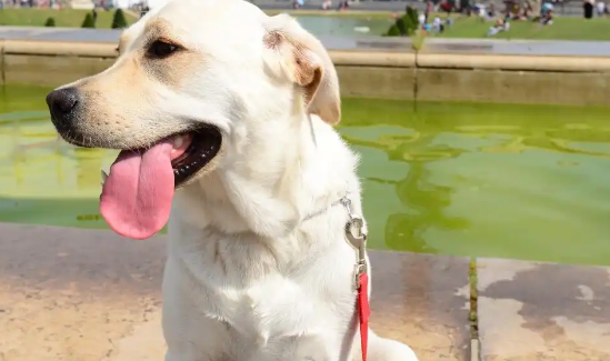 拉布拉多犬的致命缺点,有什么影响和注意事项 拉布拉多犬的致命缺点,有什么影响和注意事项