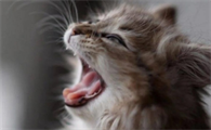猫瘟后消毒几天才可以养猫猫