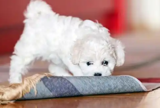 一只纯种的“比熊犬”大概多少钱,别买贵了 一只纯种的“比熊犬”大概多少钱,别买贵了