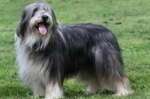 伯瑞犬几个月成年?生长发育全阶段解析 伯瑞犬几个月成年?生长发育全阶段解析