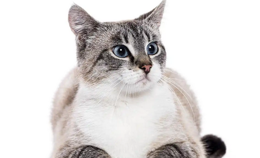 猫鼻支引发咳嗽吃什么药 猫鼻支引发咳嗽吃什么药