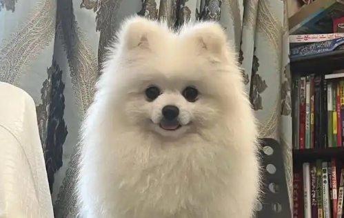 博美脱毛期是什么样子 博美脱毛期是什么样子