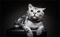 猫咪抑郁症能自己恢复正常吗