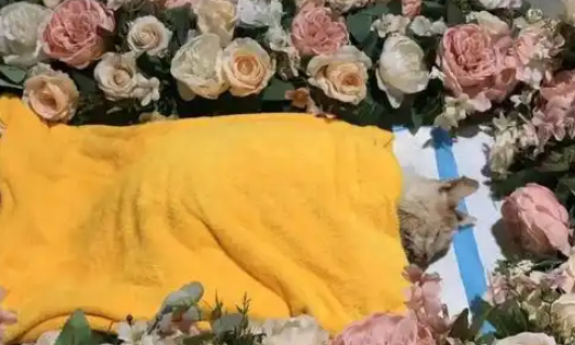 宠物殡葬:一场关于生命、商业与文明的博弈 宠物殡葬:一场关于生命、商业与文明的博弈