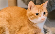 猫癫痫引起的抽搐能根治吗