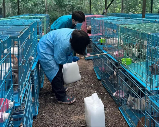 江苏泰州查获违规运猫车救下900余只猫 江苏泰州查获违规运猫车救下900余只猫