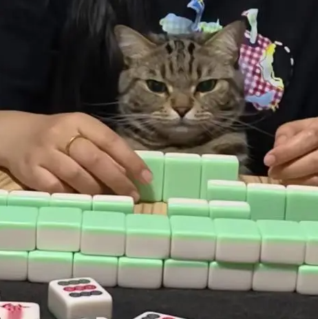 妹子抱着猫打麻将,猫居然会帮忙打!!!_宠界新闻