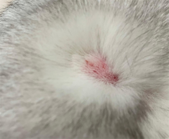 猫得了猫癣怎么治疗好呢