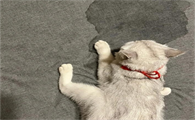 猫老在床上拉尿怎么办