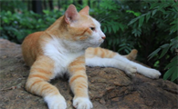 猫咪肠炎治疗期间喂食要注意什么？