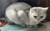 猫咪母鸡蹲是因为不舒服吗