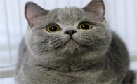 宠物猫咪肾衰的原因怎么治疗