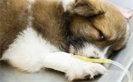 狗狗胰腺炎多久才能完全恢复