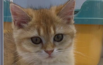 猫咪吐毛球会有什么症状