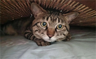 猫咪抗原检测结果多久能出来呢？