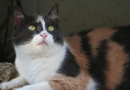 母猫肚子一侧长条硬块 母猫肚子一侧长条硬块