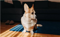 威尔斯柯基犬智商排名曝光,你家的小短腿竟如此聪明!
