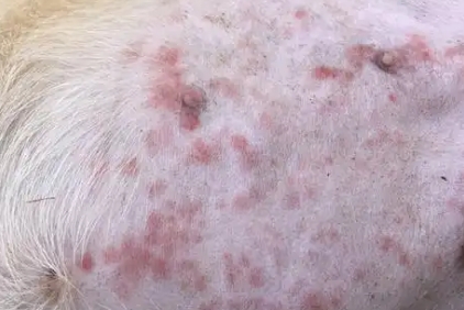 狗狗肚皮上有红点点怎么办
